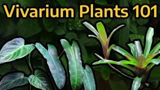 The Beginner's Guide to Vivarium Plants