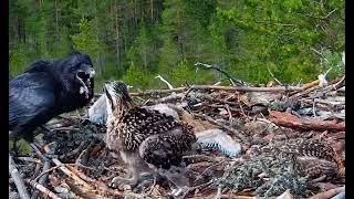 crow attack eagle babys||crow kill eagle babys||wild life birds animal