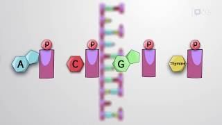 JoVE Core: Bio | The DNA Helix