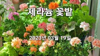 제라늄 꽃밭 2023년 03월 19일