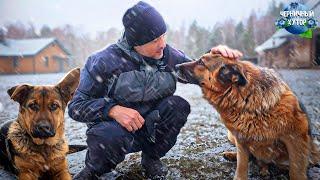 Один день из жизни семьи на лесном хуторе. Ястреба подвесили. Щенок Айза всем на зло растёт овчаркой