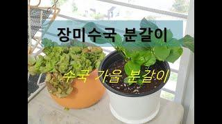 장미수국 분갈이 / 가을 수국 분갈이/ hydrangea repotting.