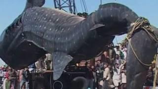 Amazing giant whale shark hauled from the sea