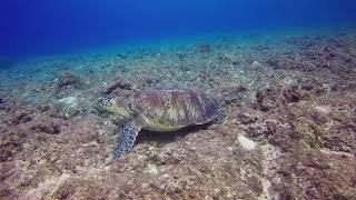 #Natural2020   The turtle is swimming in the sea & natural animals 4K HD videos