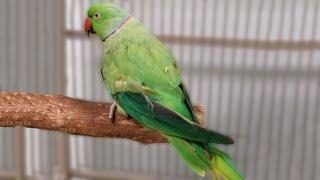 How to TAME AND TRAIN a Timid Indian Ringneck Parrot