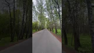 Русский пейзаж за 4 секунды #пейзаж #природа #россия #березы