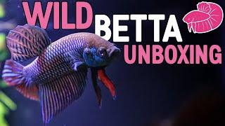 Wild Betta Mahachai Unboxing and Spawning!