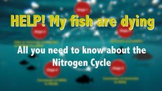 The Nitrogen Cycle fully explained!