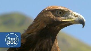 Aguila Real | Documental HD