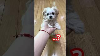 강아지 머리가 이상해져서 엄마한테 물어봤더니… #정선호 #shorts #dogs