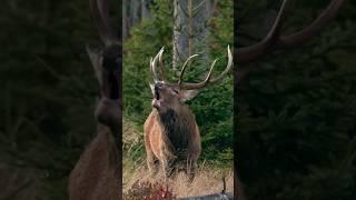 Amazing Sound of RED DEER During the Rut | red deer rutting calls