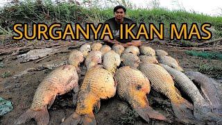 TERNYATAA!!! Surganya Babon Ada Di Sungai Ini || Bikin Gak Mau Pulang Mancing Ikan Mas Babon #2