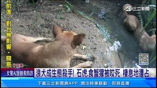 浪犬成生態殺手！　石虎、食蟹獴被咬死　棲息地遭占｜三立新聞網 SETN.com