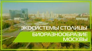 Видео 360 | Экосистемы столицы. Биоразнообразие Москвы