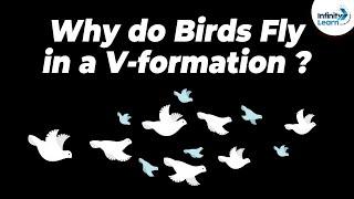 Why do Birds Fly in a V-formation? | One Minute Bites | Don't Memorise