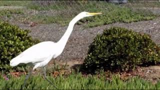 Crane, Egret or Heron? What's the difference?