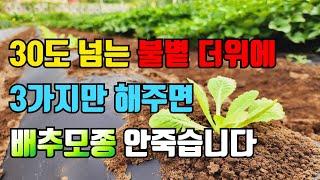 배추 심어야 하는데 너무 더워서 모종 죽을까봐 걱정 되시는분 고민 해결해 드릴께요. 배추심기