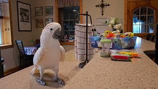 Getting Ready For Work With A Cockatoo