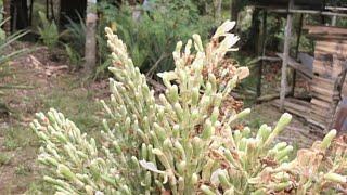 Edisi cari sayur di Hutan podok kalimantan