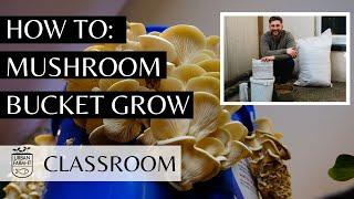 How to Grow Mushrooms In A Bucket (Mushroom Farming) | Urban Farm-It's Classroom