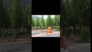 Shaolin Eagle Claw Cannon Hammers 少林雁爪炮拳 #kungfu #shaolin #shorts