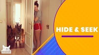 Hide and Seek | The Pet Collective