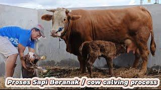 Sapi Melahirkan Normal || Sapi Indukan Super Besar‼️