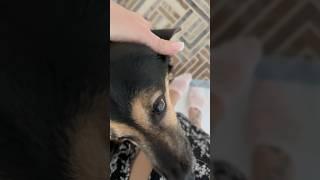 Будь человеком️это так просто… #собака #животные #моясобака #собаки