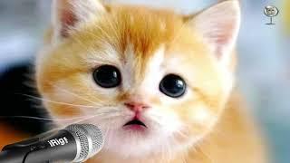 NASYID Merdu Versi Memories (Maroon 5) Cover Kucing Imut