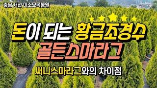 [서산 미소묘목농원] 황금나무 골든스마라그  써니스마라그와 골든스마라그의 차이점  | miso farm (Golden smaragd)