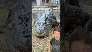 The Saltwater Crocodile is built different