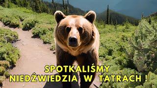 Spotkanie z niedźwiedziem w drodze na Czerwone Wierchy | Tatry