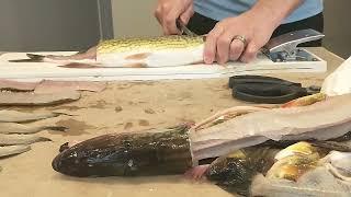 chain pickerel cleaning