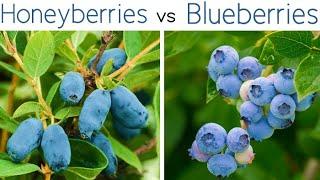 HONEYBERRIES vs BLUEBERRIES | Haskap Nutritional Profile | How To Grow | Taste