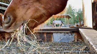 Slow Feeder, Hay Net Tooth & Gum Damage & Solutions!