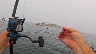 Fishing For Early Season Bonito In Rhode Island!