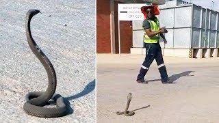 Spitting Cobra Appears Outside Office In South Africa