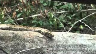 Remote River Man - Huge python in the jungle