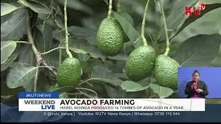 Avocado farming: How small scale farmers in Kenya are embracing avocado farming