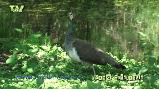 Blauwe Pauw - Pavo cristatus - Indian blue peafowl - Blue Peacock