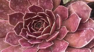 HEN & CHICKS “chick charms” succulents (sempervivum)