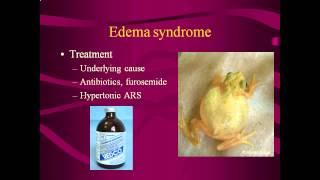 Amphibian Medicine Tutorials: Common Clinical Problems and Treatments- Part 1