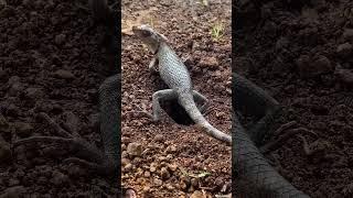 #lizard #reptiles #animals #iguana #pets #animal #viralvideo #shortsvideos #shorts