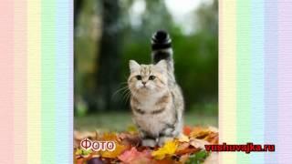 Схемы вышивки из фотографий