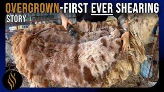 Overgrown 4 Yr Old Feral Llama’s First Ever Shearing