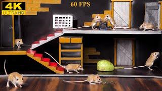 8 Hours Cat TV Games: Mouse Hide & Seek & Nonstop Cat Entertainment in 4K 60fps