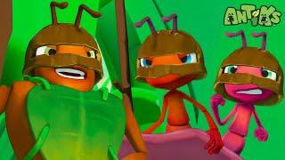 Ants Become GLADIATORS! | Antiks  | Action Cartoons For Kids