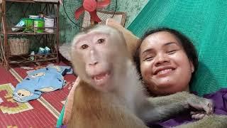 The Daily Life Monkey Koko & Yoko's Family, How Big Boy Koko Fun Playing With Mom
