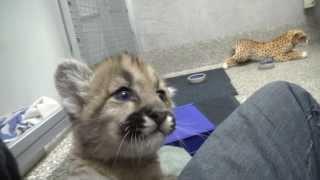 Rescued cougar orphans