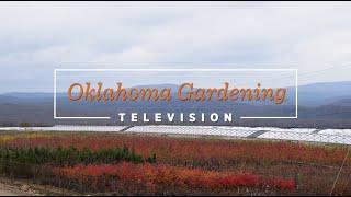 Oklahoma Gardening February 10, 2024